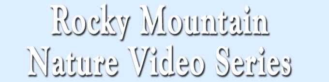 Rocky Mountain Nature Video Series